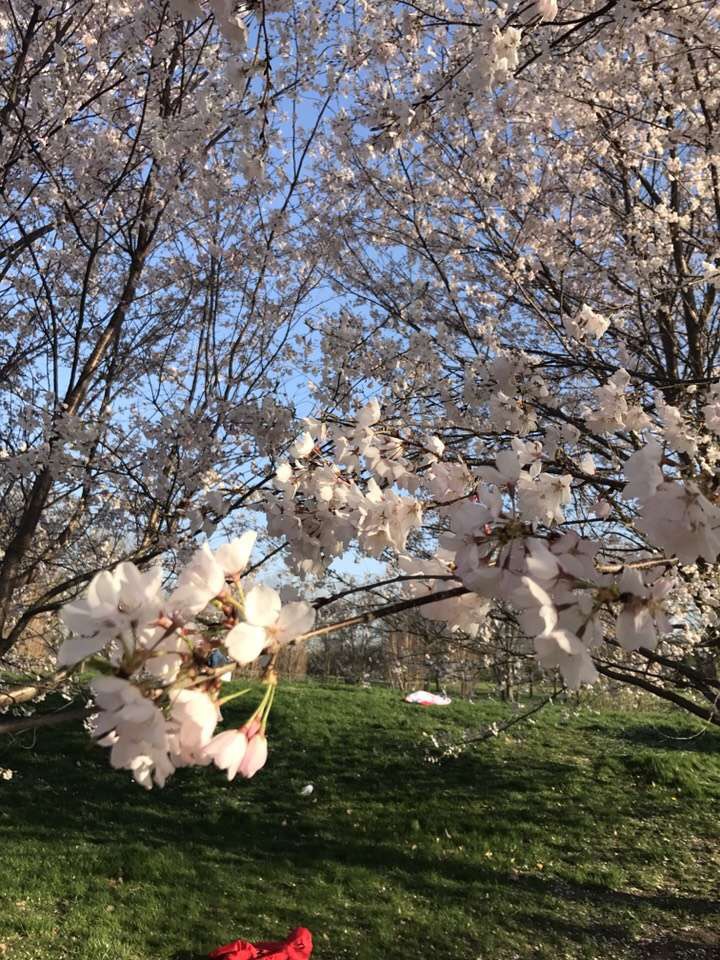 高中毕业如何办理美国留学,高中毕业如何留学别的国家