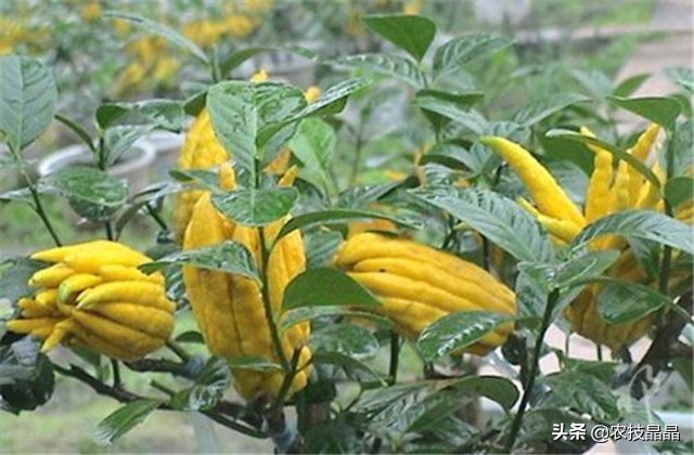 成熟结果佛手怎么种植才能发芽,冬天从网上买的佛手苗怎么种植