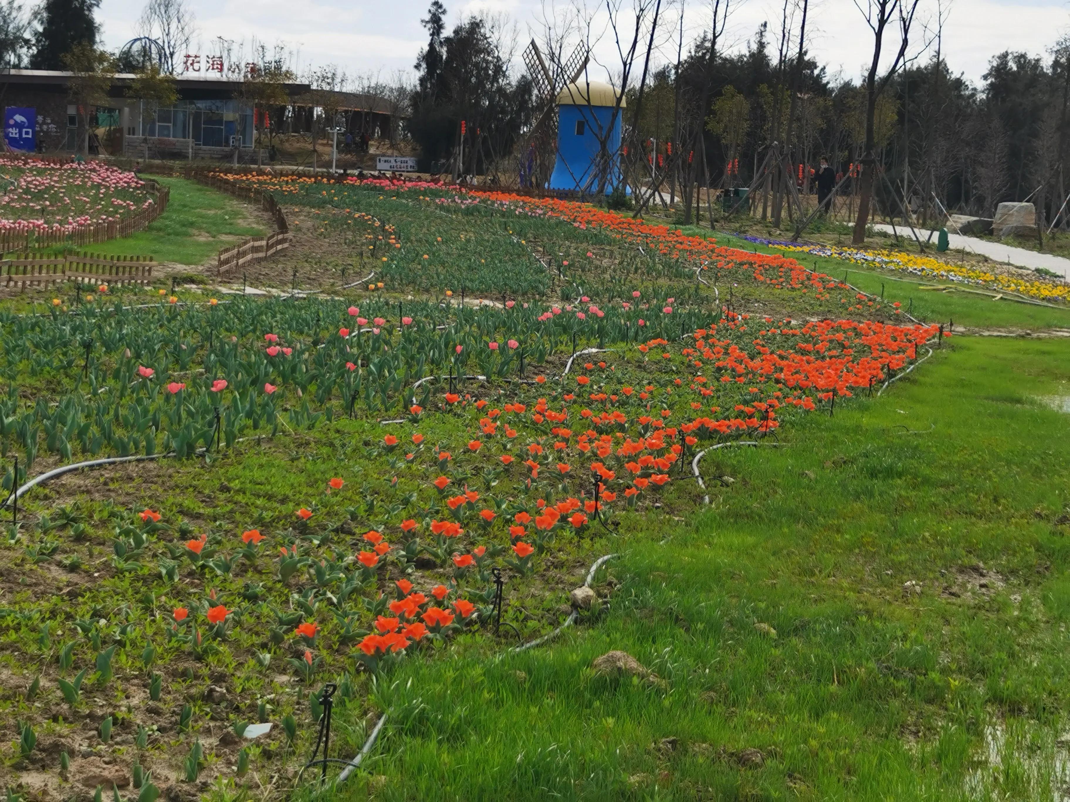 美丽郁金香花海,美丽郁金香gullale小程序