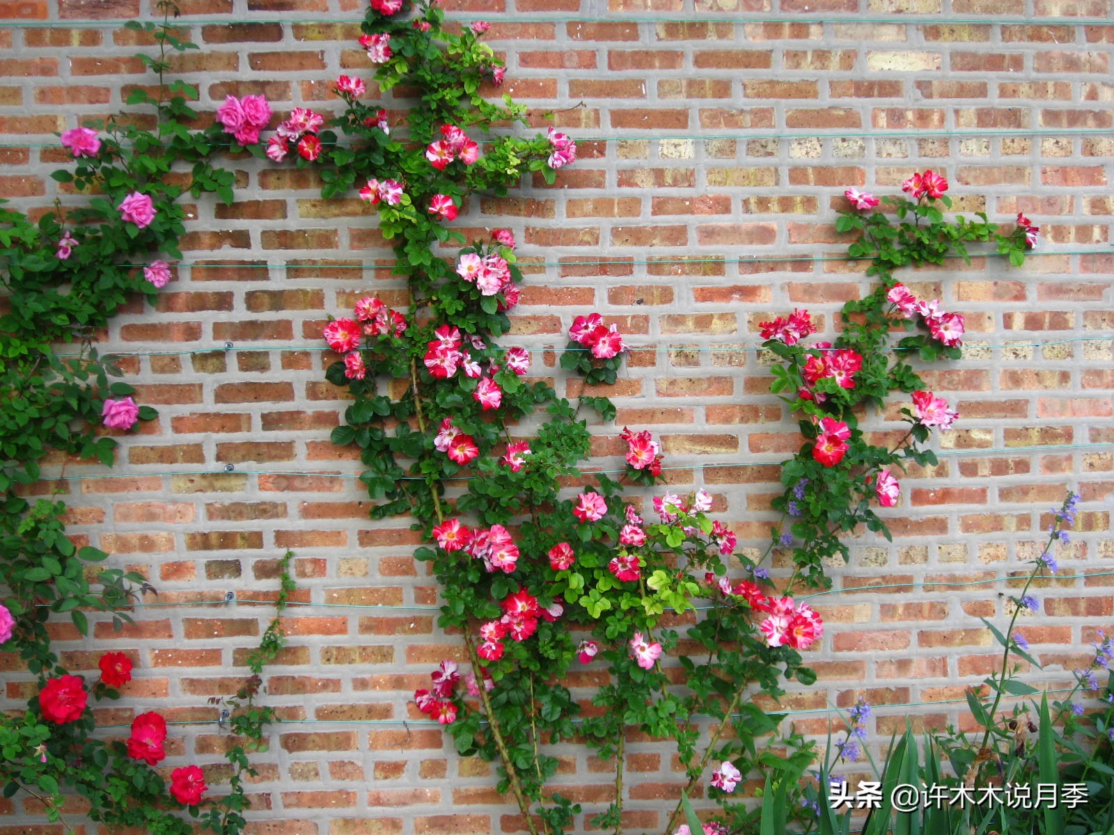 藤本月季蔷薇怎么养殖,藤本月季冬季不掉叶