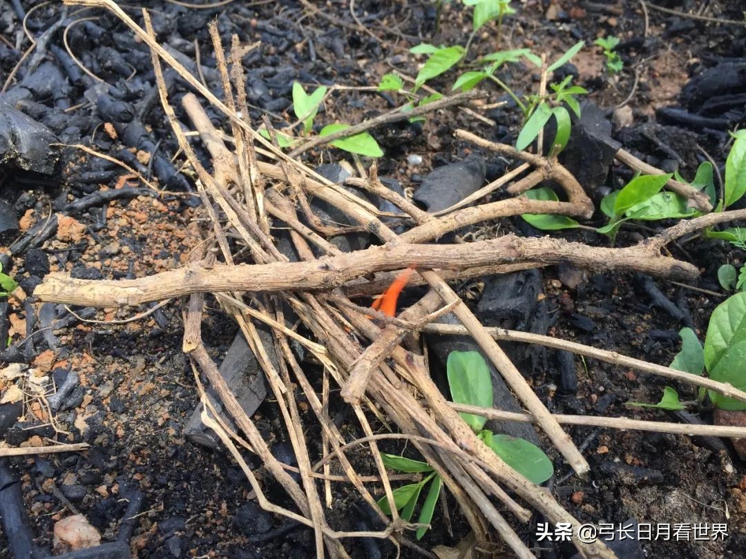 揭秘非洲不为人知的斗鱼直播