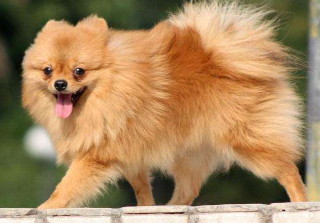 博美养的时候注意事项,博美的注意事项和喂养方法