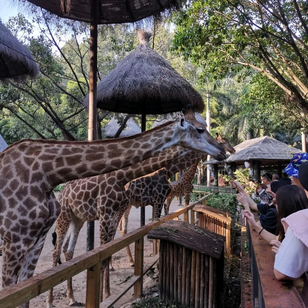一月广州长隆野生动物园游玩攻略,广州长隆野生动物园半日游玩攻略