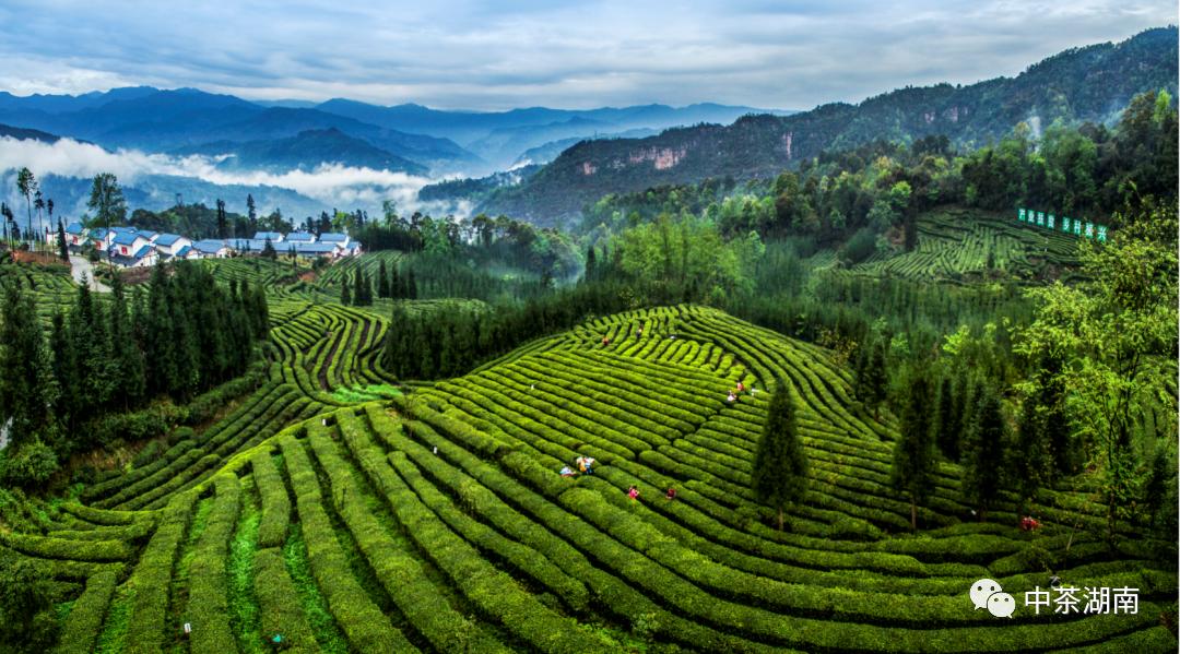 椹竟楂樺北浜戦浘缁胯尪,涓尪椹竟楂樺北缁胯尪