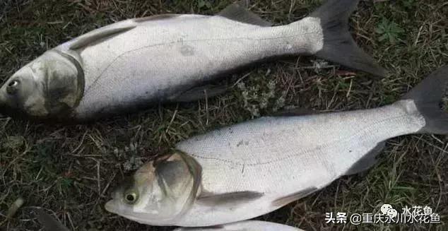 鲢鳙出血病防治方法,花白鲢败血症用什么药