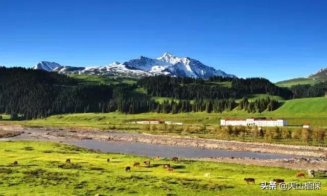 伊犁可克达拉草原,伊犁草原之旅