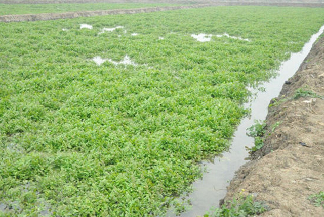 三亩田养殖泥鳅的收入,土池养泥鳅一亩收入多少钱