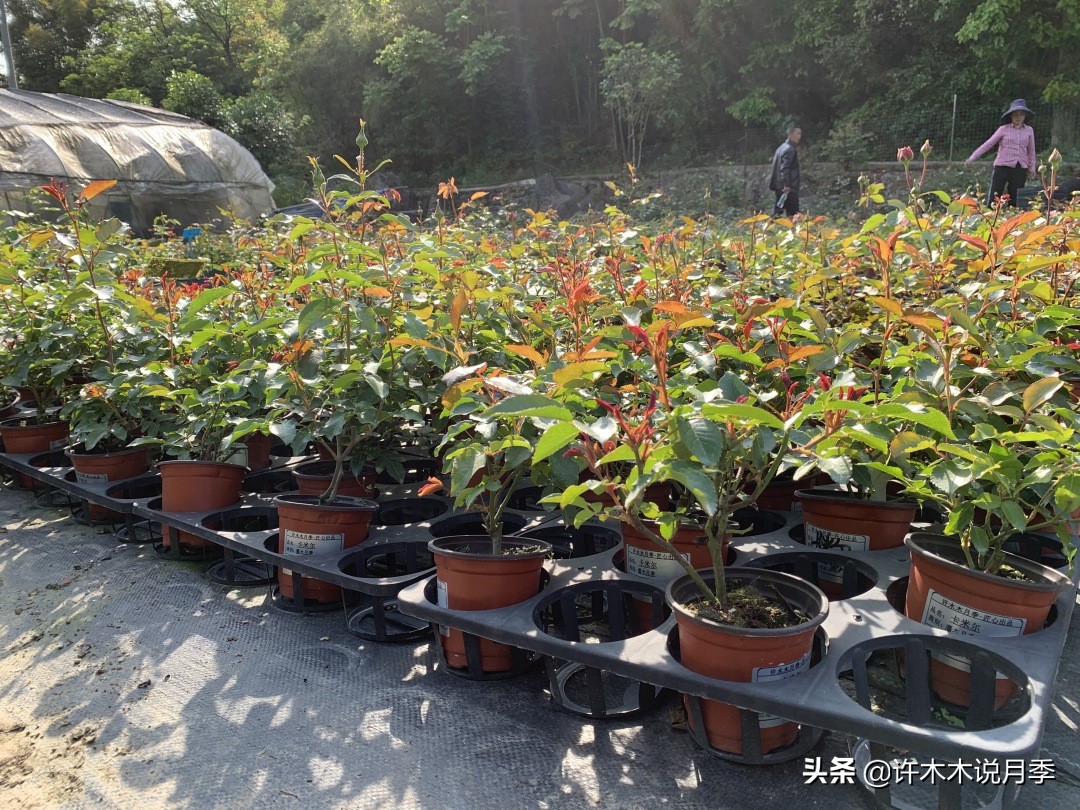 网购月季黄叶嫩芽枯萎怎么处理,网购的月季小苗黄叶了怎么栽种