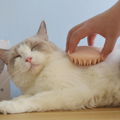 铲屎官铲完猫屎怎么处理,铲屎官必看