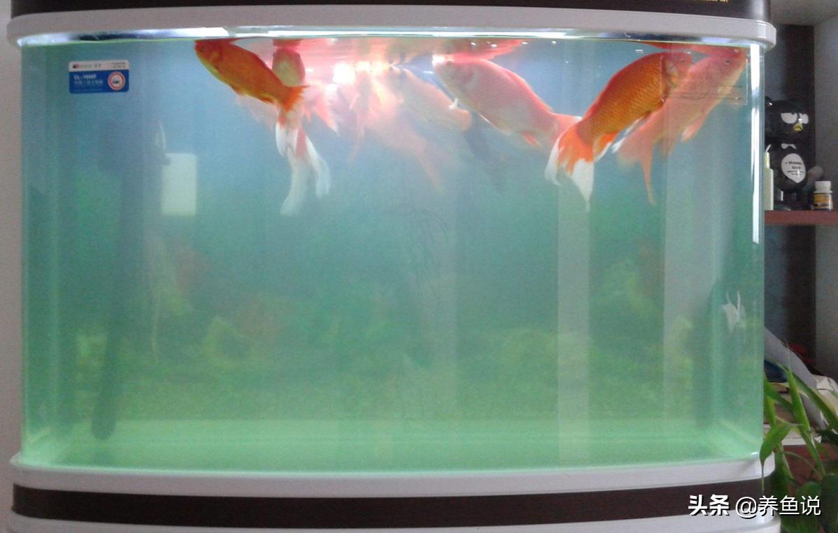 鱼缸悬浮物是什么,鱼缸里的漂浮物抽不走