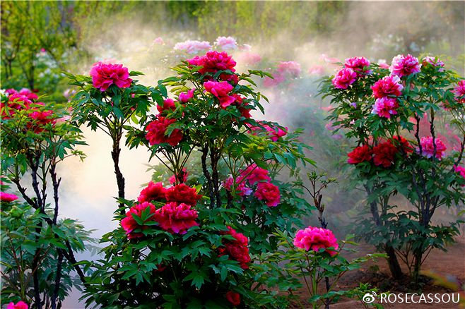 rosecassou花艺,rosecassou银莲花