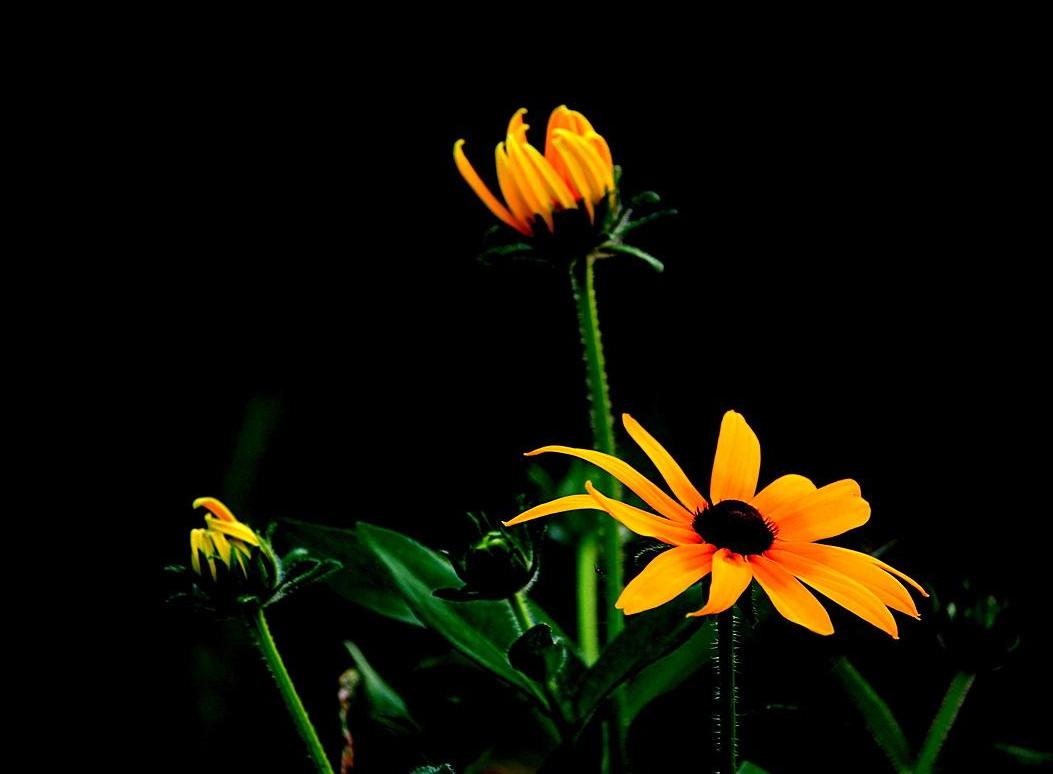 黑心菊观赏习性,黑心菊开花时间多长