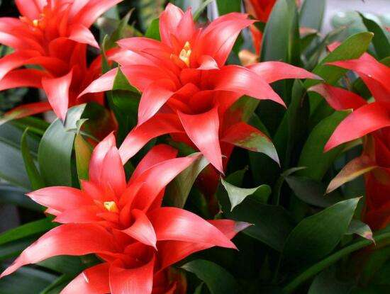 鸿运当头发黑是怎么回事,鸿运当头为什么发白