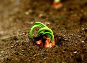 洋葱苗栽培方法和时间,洋葱栽培技术