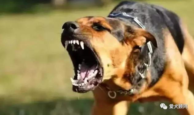 狗老是叫扰民,狗总是乱叫咬人怎么办