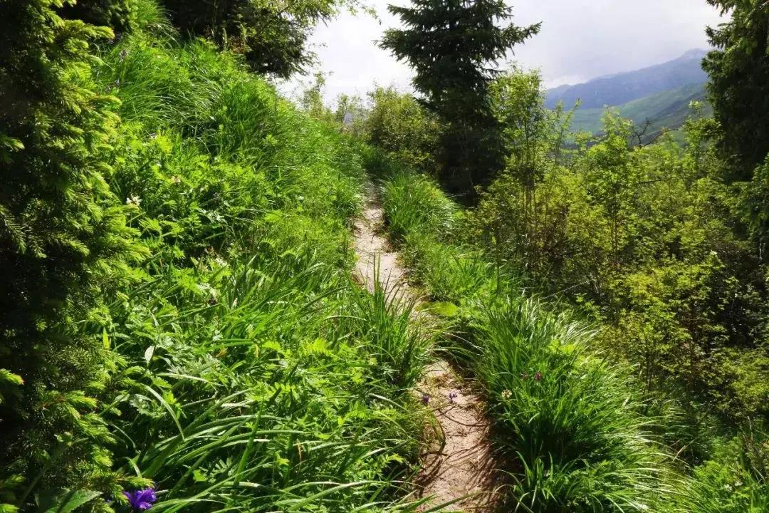 阿克苏天山托木尔视频,新疆天山托木尔博孜墩景区