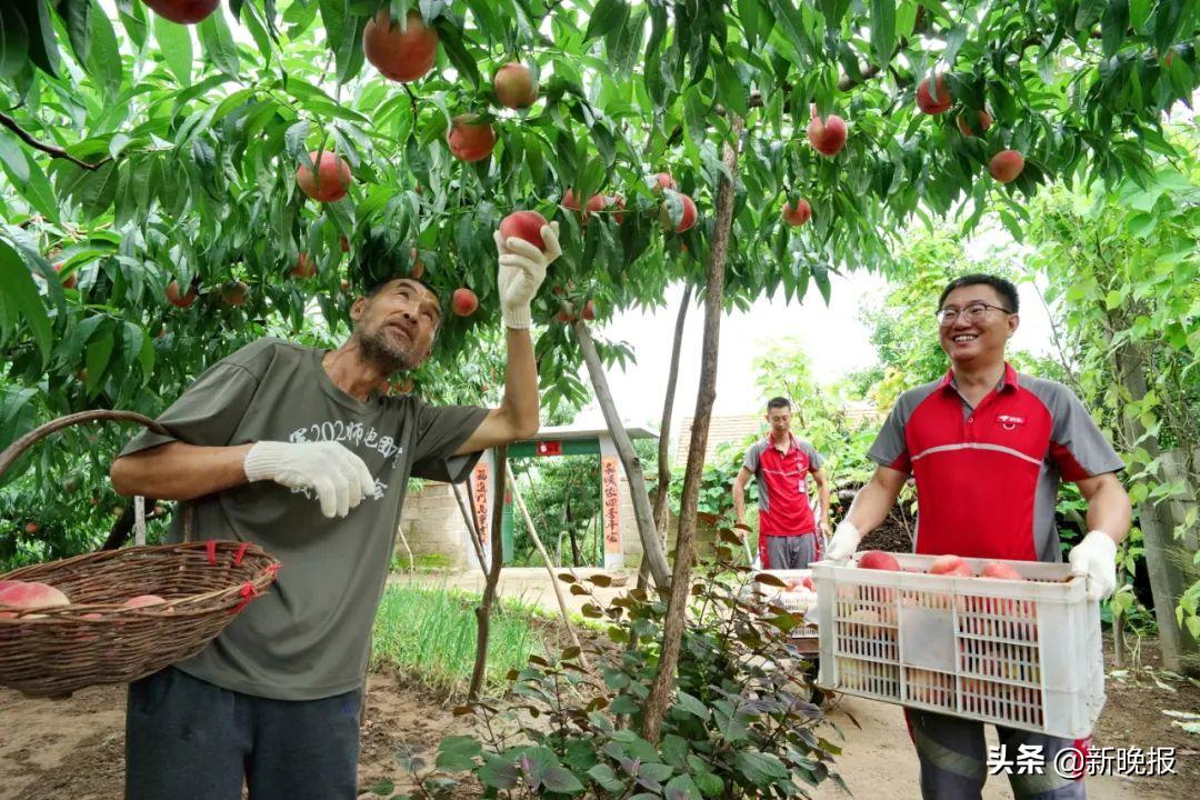 京东打通线上线下助力乡村振兴,京东助力乡村振兴和政府如何合作