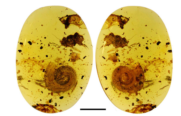 荧光绿的蜗牛,蜗牛真正的蜗牛