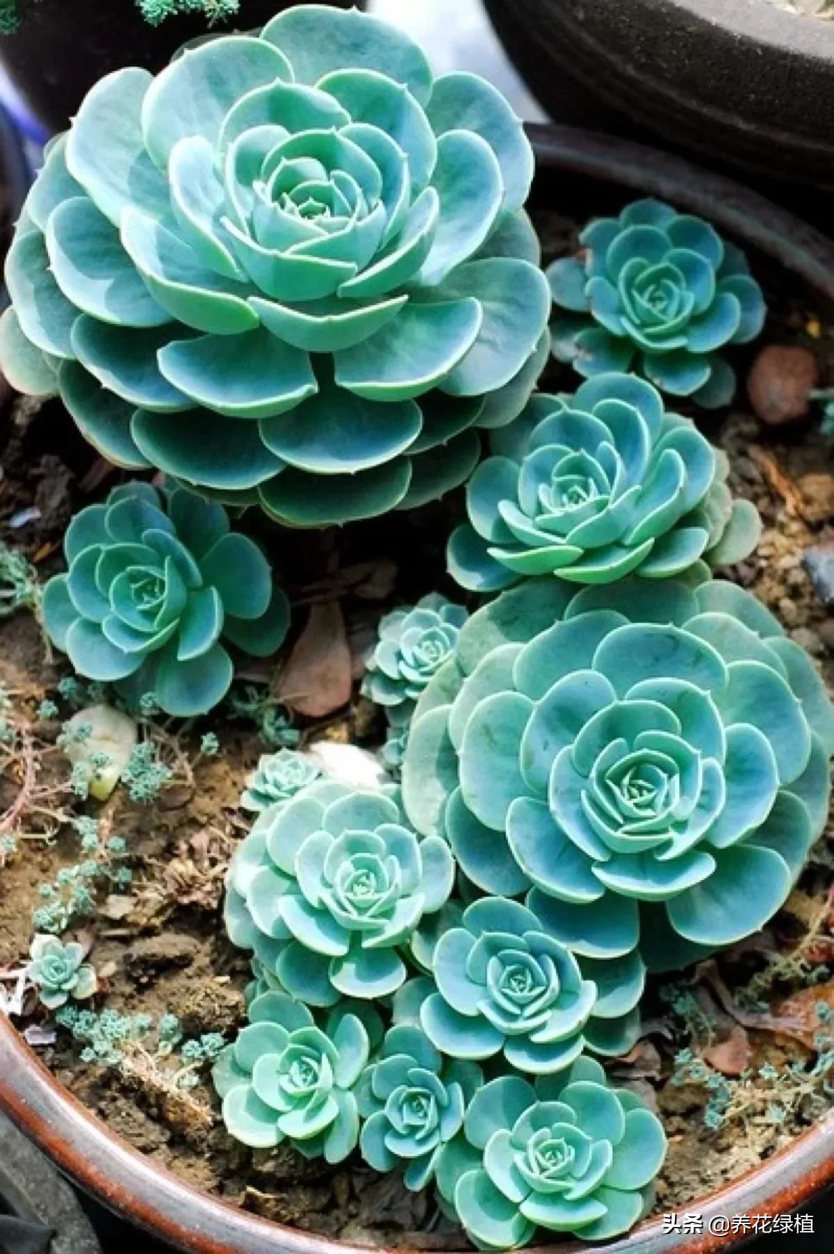 多肉植物在春天的迷人姿态,多肉植物春天31度能露养吗