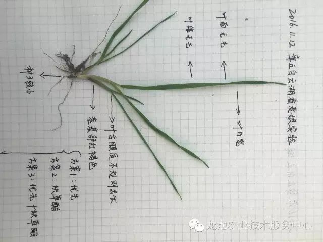 燕麦雀麦和节节麦的区别图谱,火眼金睛快速识别