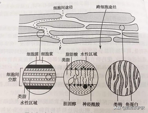 海蓝之谜眼霜的正确使用手法,雅诗兰黛眼霜的正确使用手法