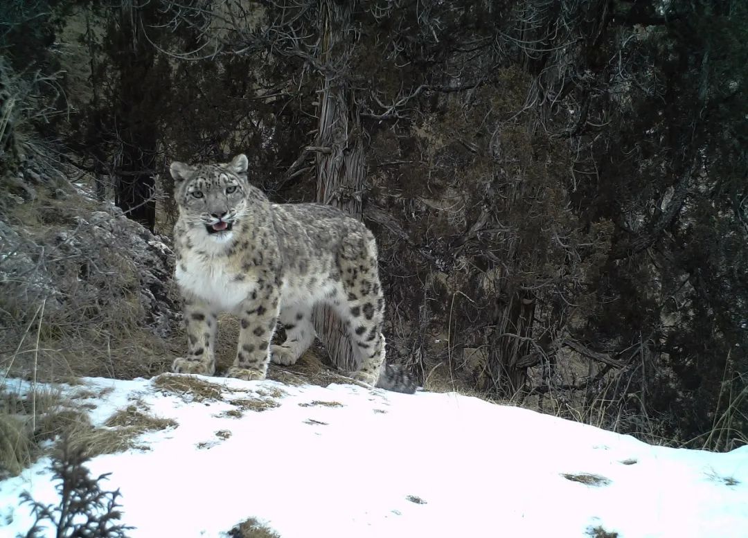 哪种猫最粘人最好养,哪种猫最温顺最粘人还比较便宜