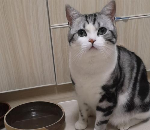 英短猫便秘拉不出来怎么办,一个月幼猫便便干硬怎么解决