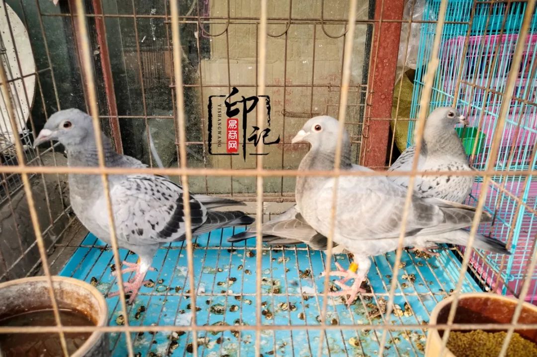 商丘花鸟批发基地,商丘花鸟市场地址