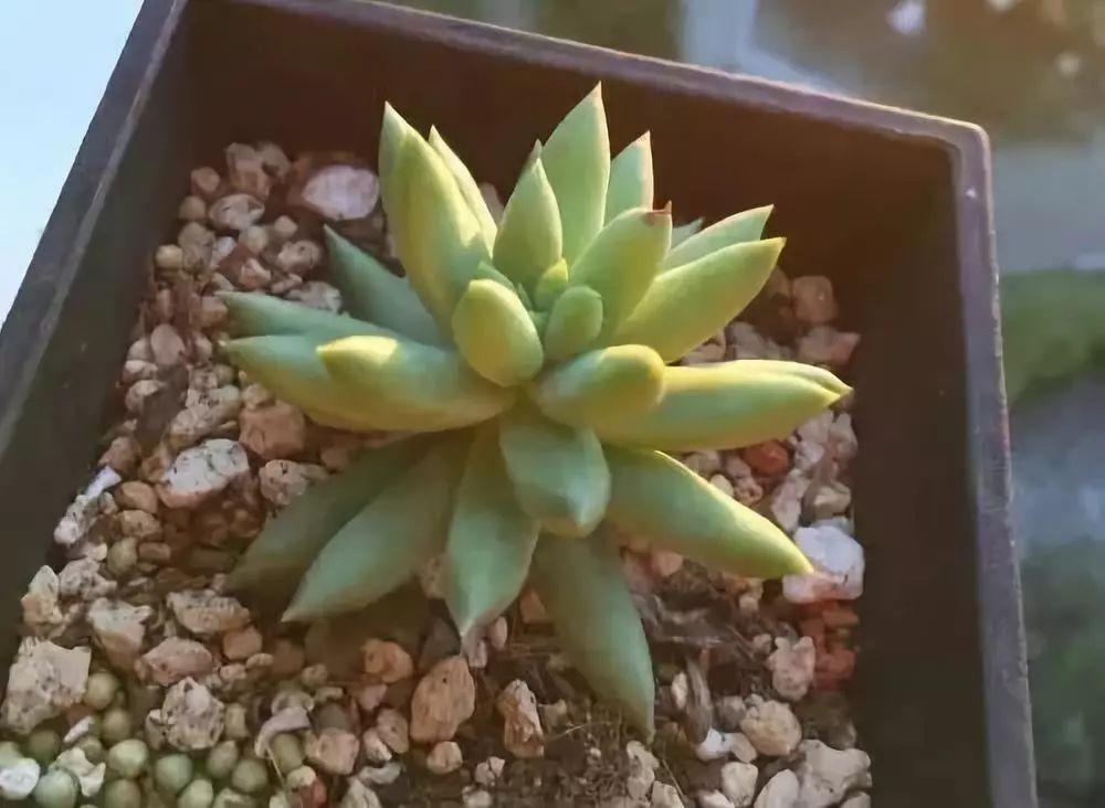 烂根的多肉可以用什么药,烂根的植物要挖出来吹干么