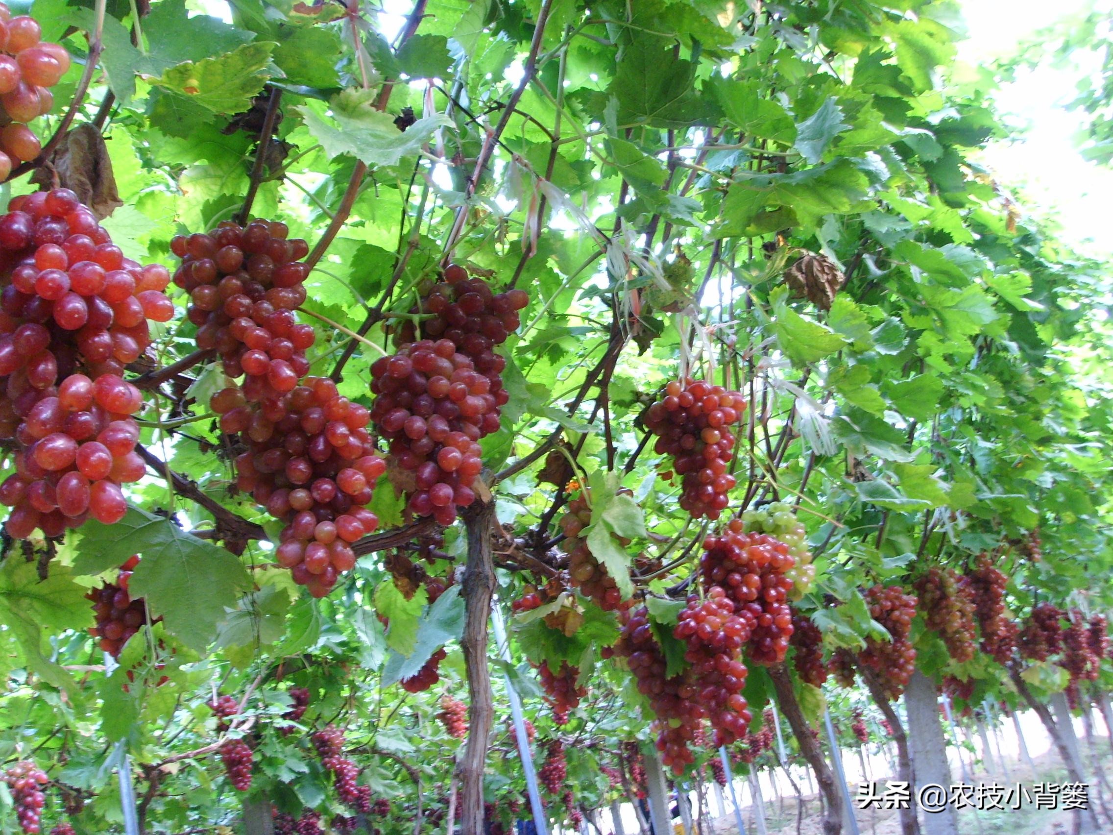 葡萄大小粒严重怎么补救,葡萄大小不均怎么治