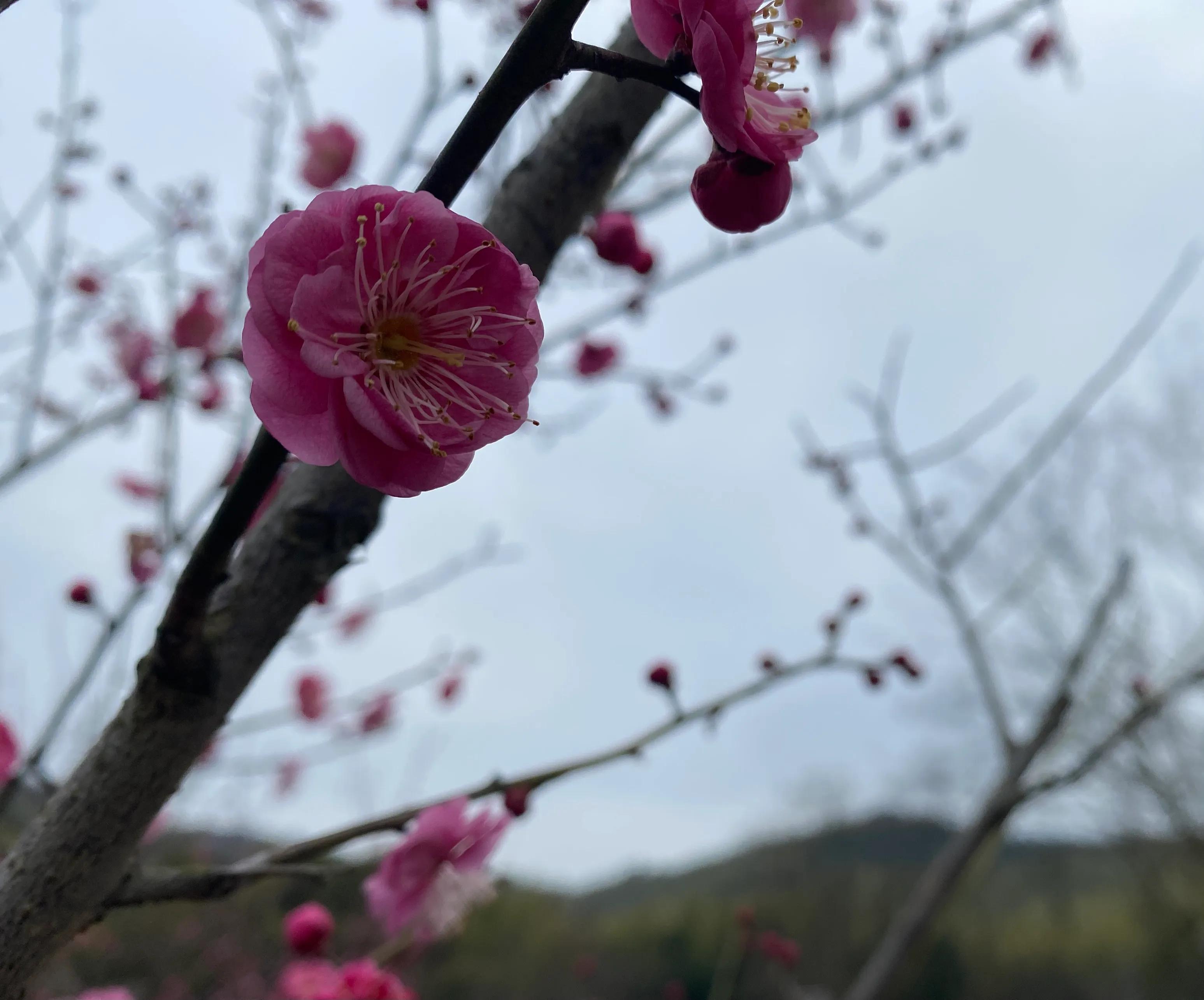 石塘竹海九寨沟,小九寨沟天然氧吧