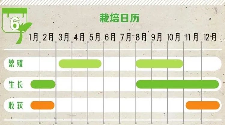 水仙球哪里品种好,水仙挑选方法