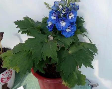 飞燕草黑斑怎么办,飞燕草叶片发黄焦边