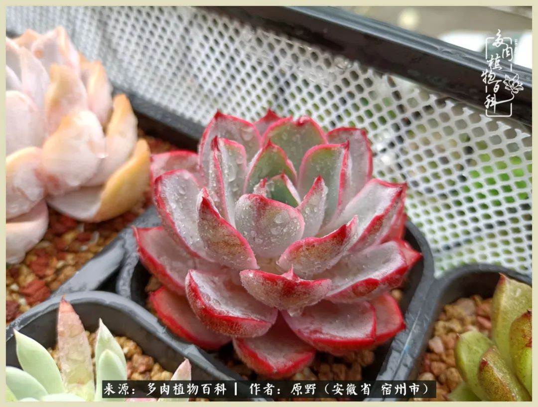 梅雨袭，酷暑至，多肉进入历劫季