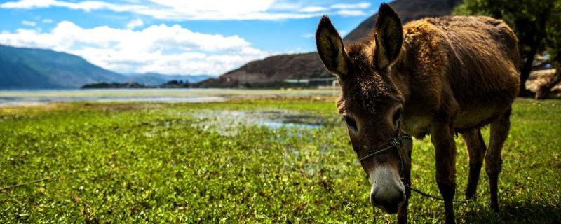 超大体型驴,什么品种的驴最好