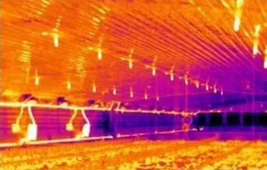 家养鸡冬天鸡舍如何保温,鸡舍温度多少度才需要降温