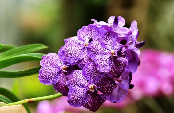 君子兰吊兰蝴蝶兰的图片,吊兰属不属于兰花的一种