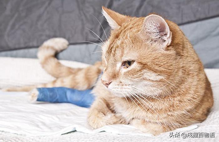 猫咪摔骨折了治疗需要多少钱,猫咪骨折后吃什么恢复得快