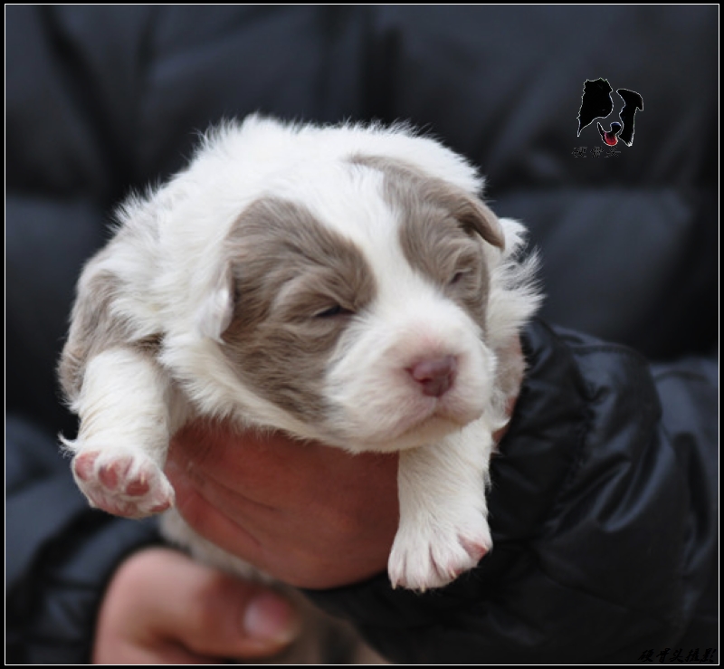 西安边境牧羊犬领养,领养边境牧羊犬幼崽