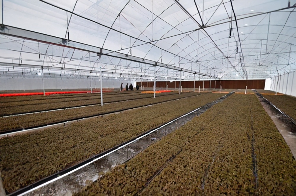 金线莲种植与技术资料书,金线莲栽培技术规程视频