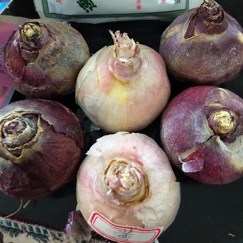 水培风信子开花之后怎么养护,水培风信子的养殖方法和禁忌