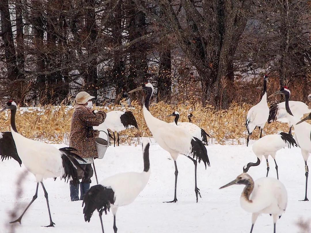 北海道的雪有多美,北海道到底有多吸引人