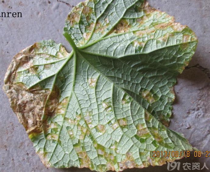 蔬菜细菌病图片大全,破解蔬菜病虫害之谜