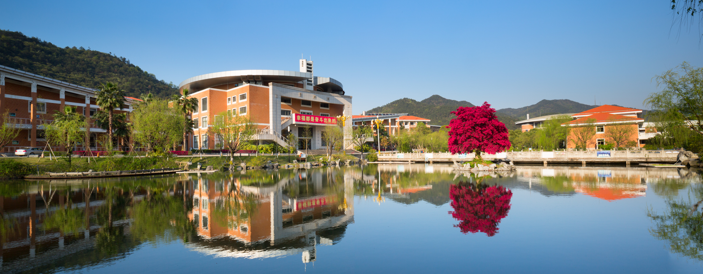 满园春色关不住,义乌中学内的一株红花檵木赢得老师纷纷赋诗赞美