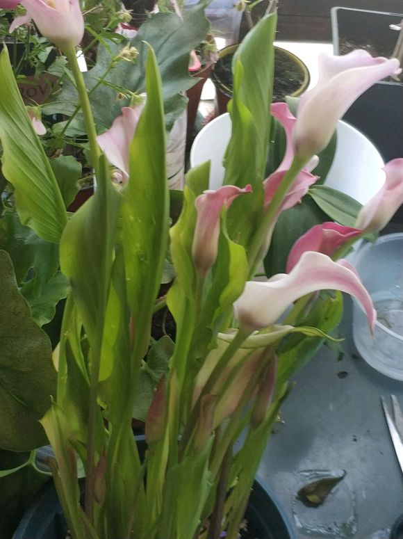 马蹄莲的养法和注意事项,马蹄莲养护方法和注意事项