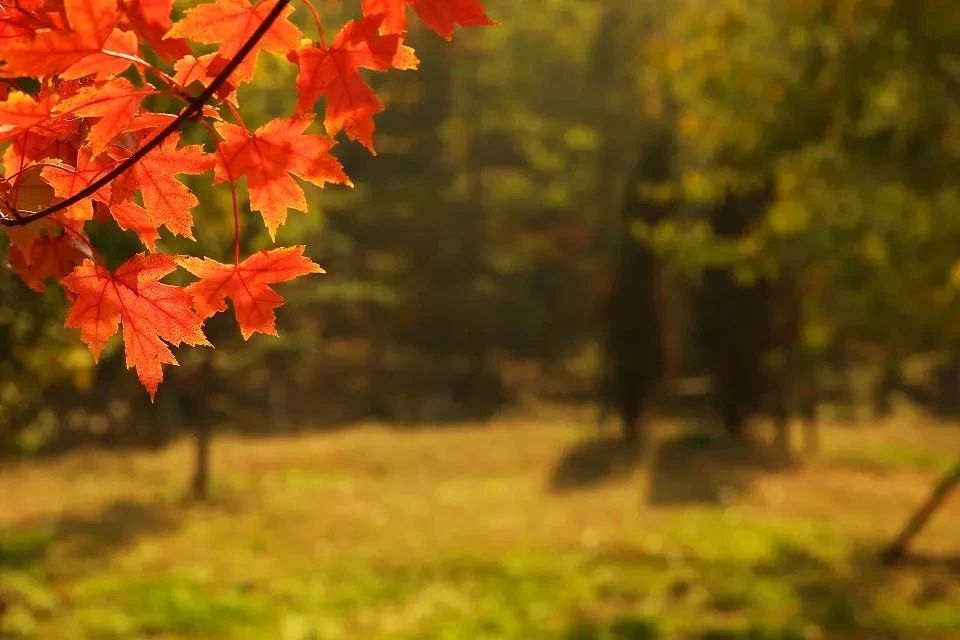 大连横山寺红叶,横山寺的枫叶