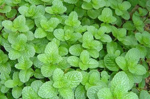薄荷的种植管理,种薄荷方法