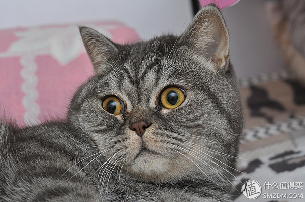 只选一只人像定焦镜头推荐,为什么专业摄影师都喜欢定焦镜头