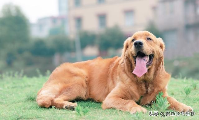 金毛频繁换主人,金毛被救下后开始了报恩