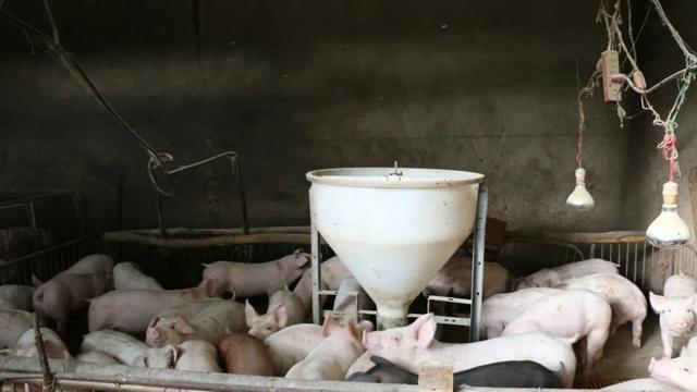 云南省一村一品名单,大理州乡村振兴试点村名单